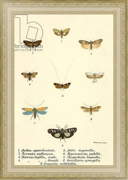 Постер Butterflies 91 с типом исполнения Акварель в раме в багетной раме 484.M48.725