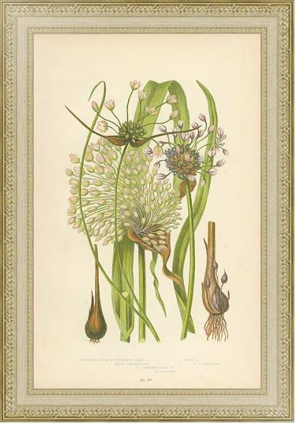 Постер Flowering Great Round Headed Garlic, Sand g., Streaked Field g. с типом исполнения Акварель в раме в багетной раме 484.M48.725
