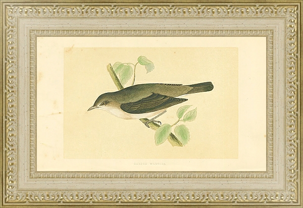 Постер Garden Warbler 6 с типом исполнения Акварель в раме в багетной раме 484.M48.725