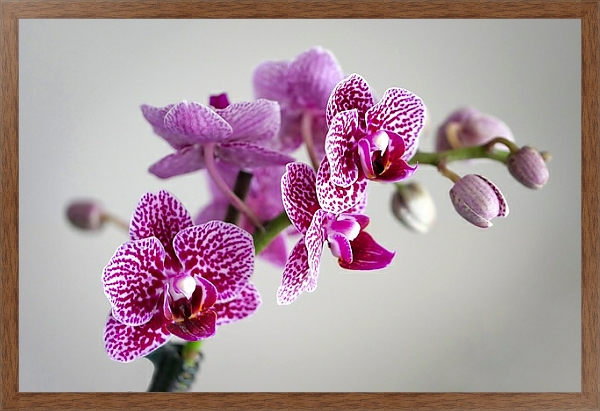 Постер Розовая пятнистая орхидея с типом исполнения На холсте в раме в багетной раме 1727.4310