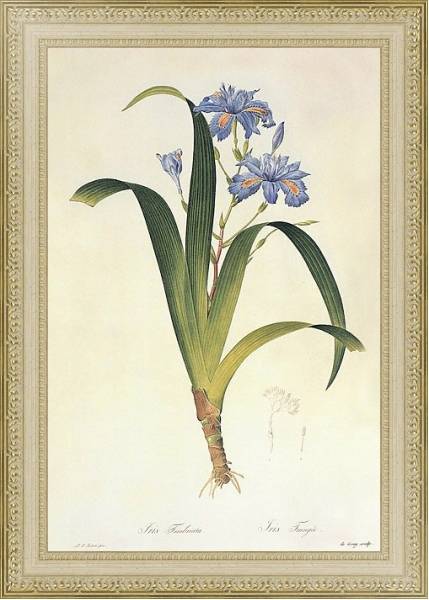 Постер Iris japonica Thunb с типом исполнения Акварель в раме в багетной раме 484.M48.725