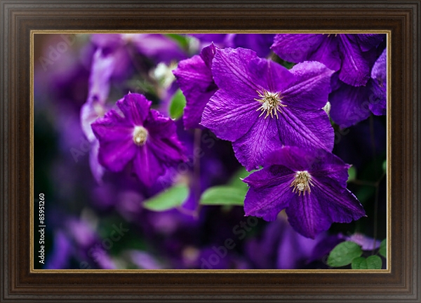 Постер Клематисы в саду.Фиолетовые с типом исполнения На холсте в раме в багетной раме 1.023.151