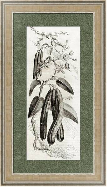 Постер Vanilla plant (Vanilla planifolia). Published on Magasin Pittoresque, Paris, 1850 с типом исполнения Акварель в раме в багетной раме 485.M40.584