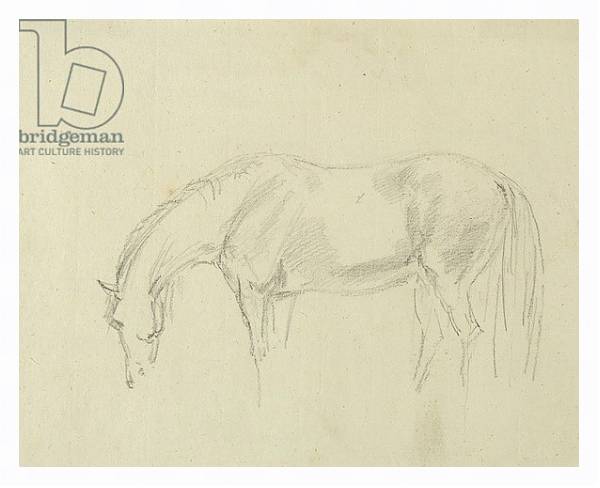 Постер A horse grazing с типом исполнения На холсте в раме в багетной раме 221-03