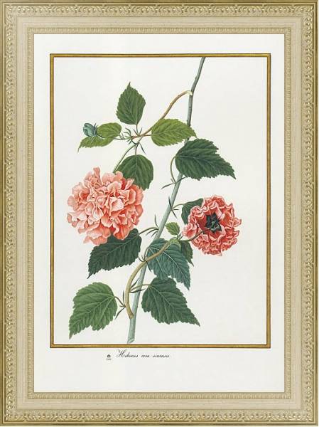 Постер Hibiscus rosa sinensis с типом исполнения Акварель в раме в багетной раме 484.M48.725