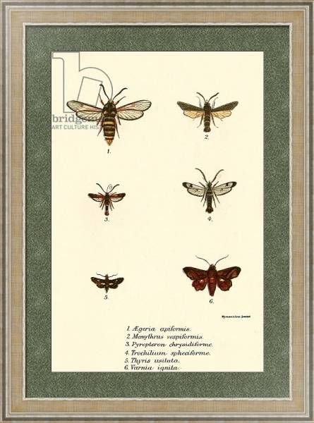 Постер Butterflies 101 с типом исполнения Акварель в раме в багетной раме 485.M40.584