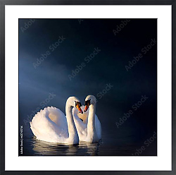 Постер Романтичная пара белых лебедей