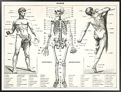 Постер Старинная иллюстрация человеческого тела (1900) 
