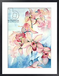 Постер Армитаж Карен (совр) Orchid Cymbidium Ramley
