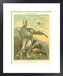 Постер Немецкие хищные птицы