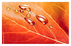 Постер Красный осенний лист с каплями воды