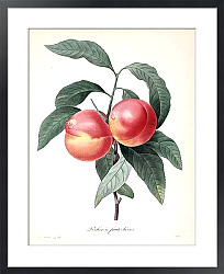 Постер Персик с гладкими фруктами