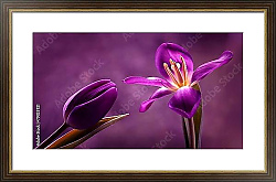 Постер Два фиолетовых тюльпана