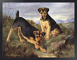 Постер Чевиот Лилиан Welsh Terriers Glansevin Coquette and Champion Glansevin Coda
