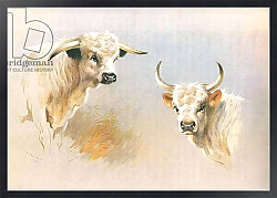 Постер Торнбурн Арчибальд (Бриджман) Chartley Bull and Chillingham Bull, from Thorburn's Mammals published by Longmans and Co, c. 1920