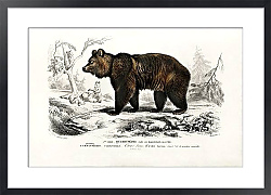 Постер Бурый медведь (Ursus Arctos) 