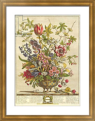 Постер Кастилс Питер February, from `Twelve Months of Flowers' by Robert Furber engraved by Henry Fletcher