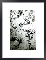Постер Леонардо да Винчи (Leonardo da Vinci) Studies of Horses legs