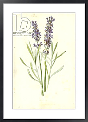 Постер Хулм Фредерик (бот) Lavender