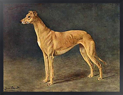 Постер Чевиот Лилиан The Successful Coursing Greyhound Bitch Age of Gold