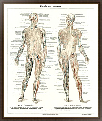 Постер Античная литография системы мускулатуры человека из энциклопедии, Meyers Konversations Lexikon (1894)