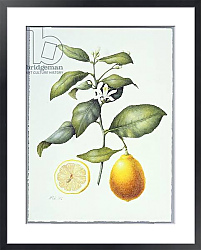 Постер Эден Маргарет (совр) Citrus Limon, 1995