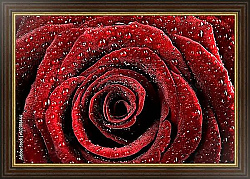 Постер Ярко-красная роза с каплями воды №4