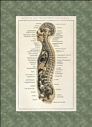 Постер Korpers Des Menschen (1898), античная литография анатомической карты человеческого тела, демонстрирующая его внутреннюю систему
