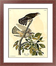 Постер Pigeon Hawk