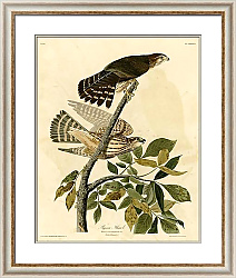 Постер Pigeon Hawk