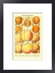 Постер Pfirsiche und Aprikosen 1