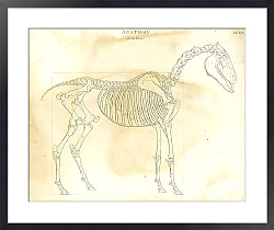 Постер Анатомия лошади