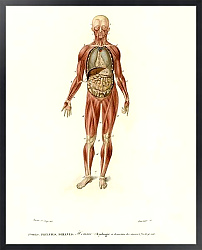 Постер Миология и расположение внутренних органов