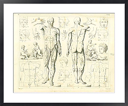 Постер Iconographic Encyclopedia: пропорции тела и мышцы