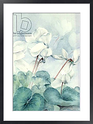 Постер Армитаж Карен (совр) Cyclamen, Triumph White