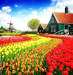 Постер Сельский пейзаж с ветряной мельницей и тюльпанами, Нидерланды
