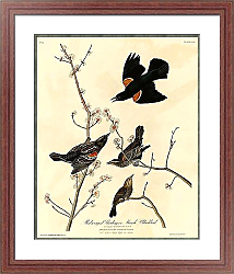 Постер Red-winged Starling or Marsh Blackbird