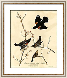 Постер Red-winged Starling or Marsh Blackbird