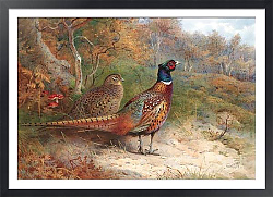 Постер A hen and a cock pheasant