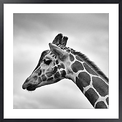 Постер Черно-белый портрет жирафа