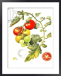 Постер Эден Маргарет (совр) Tomatoes, 1994