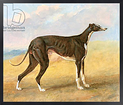 Постер Гаррад Джордж One of George Lane Fox's Winning Greyhounds: the Black and White Greyhound, Turk 1822