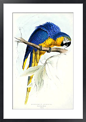 Постер Parrots by E.Lear  #5