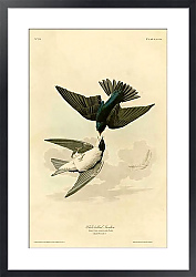 Постер White-bellied Swallow