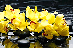 Постер Желтые орхидеи на камнях