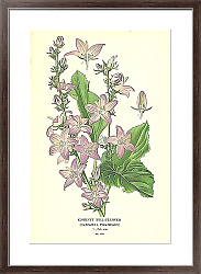 Постер Chimney Bell-flower (Campanula Pyramidalis)