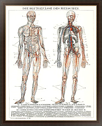 Постер Die Blutgefasse Des Menschen (1898), античная литография кровеносных сосудов и сердечно-сосудистой системы человека