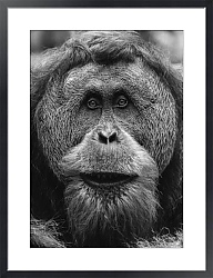 Постер Рыжая горилла