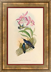 Постер Campylopterus Delattrei