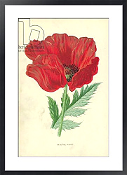 Постер Хулм Фредерик (бот) Oriental Poppy
